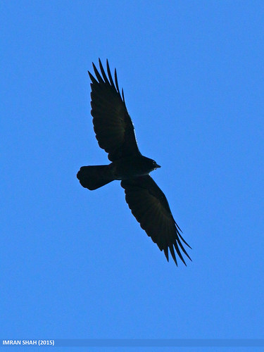 Picture of a Raven flying