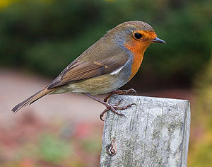 European Robin