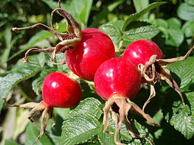 Picture of Rose Hips