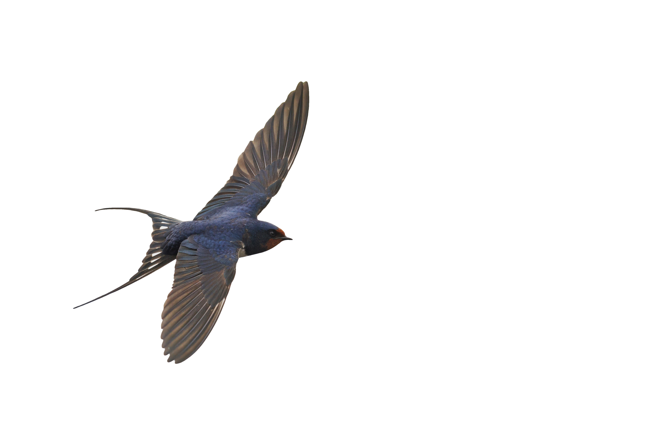 Swallow in Flight